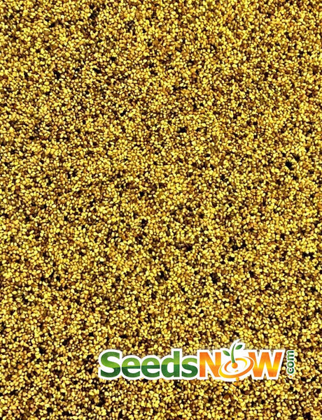 Close-up of organic clover red crimson seeds for sprouts and microgreens cultivation
