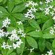 Sweet Woodruff (Sweet-Scented Bedstraw) - SeedsNow.com