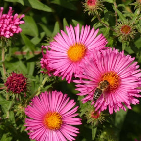 Aster flower seeds from SeedsNow-Flowers, showing vibrant pink and purple asters native to New England, ready for planting.