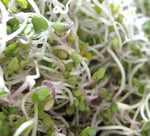 All-in-One Sprouts/Microgreens Seed Bank w/Sprouting Jar.