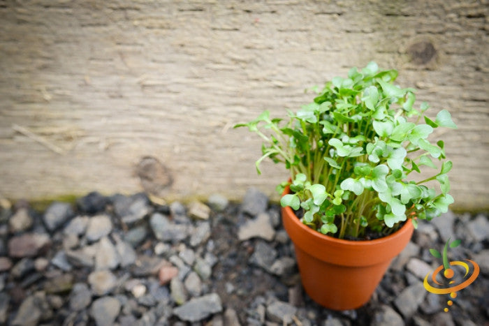 Sprouts/Microgreens - Broccoli.