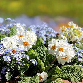 Wildflower Mix seed packet from SeedsNow with fragrant wildflower scatter garden seeds for colorful, natural blooms.