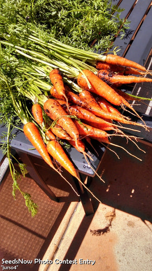 Carrot - Tendersweet, 7" Long.