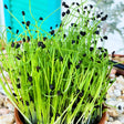 Sprouts/Microgreens - Onion - SeedsNow.com