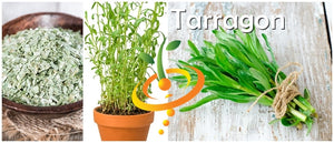 Tarragon.