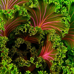 Purple curly kale seeds from SeedsNow, close-up of vibrant, textured kale seeds ready for planting.