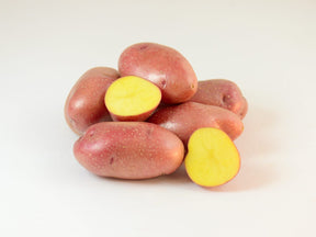 Late-season Ramona potato seed, a healthy seed potato from SeedsNow-Potatoes, shown in a close-up image.