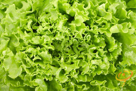 Black Seeded Simpson lettuce growing in a garden, fresh leafy greens from SeedsNow seed packet, ideal for salads and sandwiches.